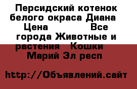 Персидский котенок белого окраса Диана › Цена ­ 40 000 - Все города Животные и растения » Кошки   . Марий Эл респ.